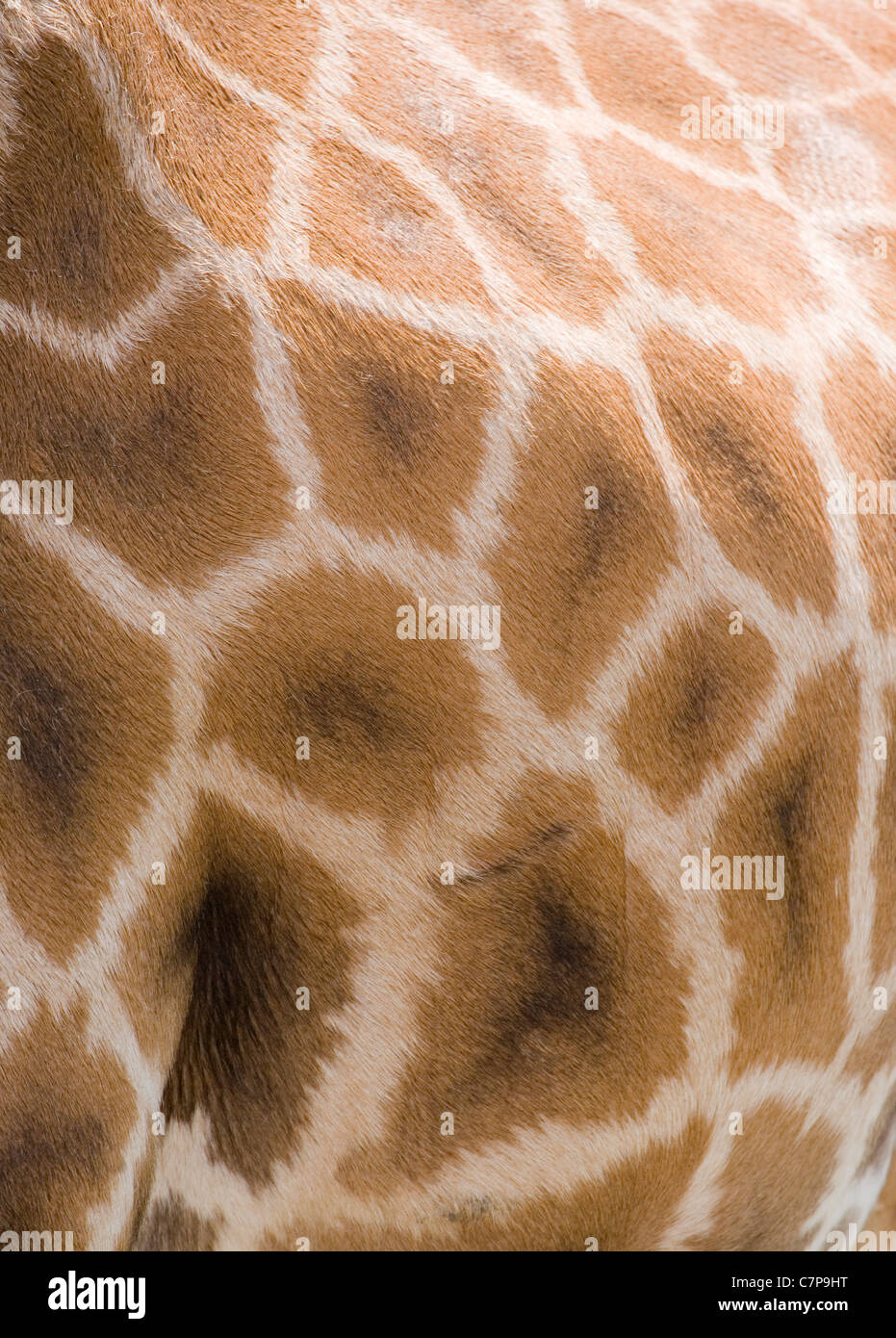 Giraffe jirafa, camelopardalis close-up modelo de adulto Marwell zoo, UK Foto de stock