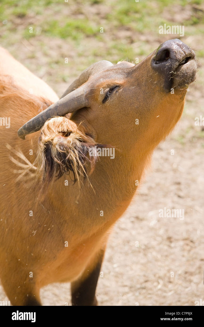 Congo búfalo Syncerus caffer nanus solo adultos cautivos del sol Marwell zoo Foto de stock