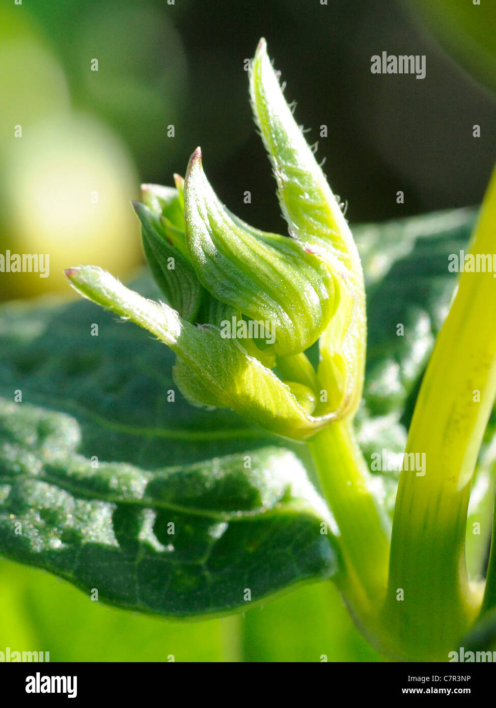 Una dahlia bud, que es un nuevo brote de nuevo crecimiento Foto de stock