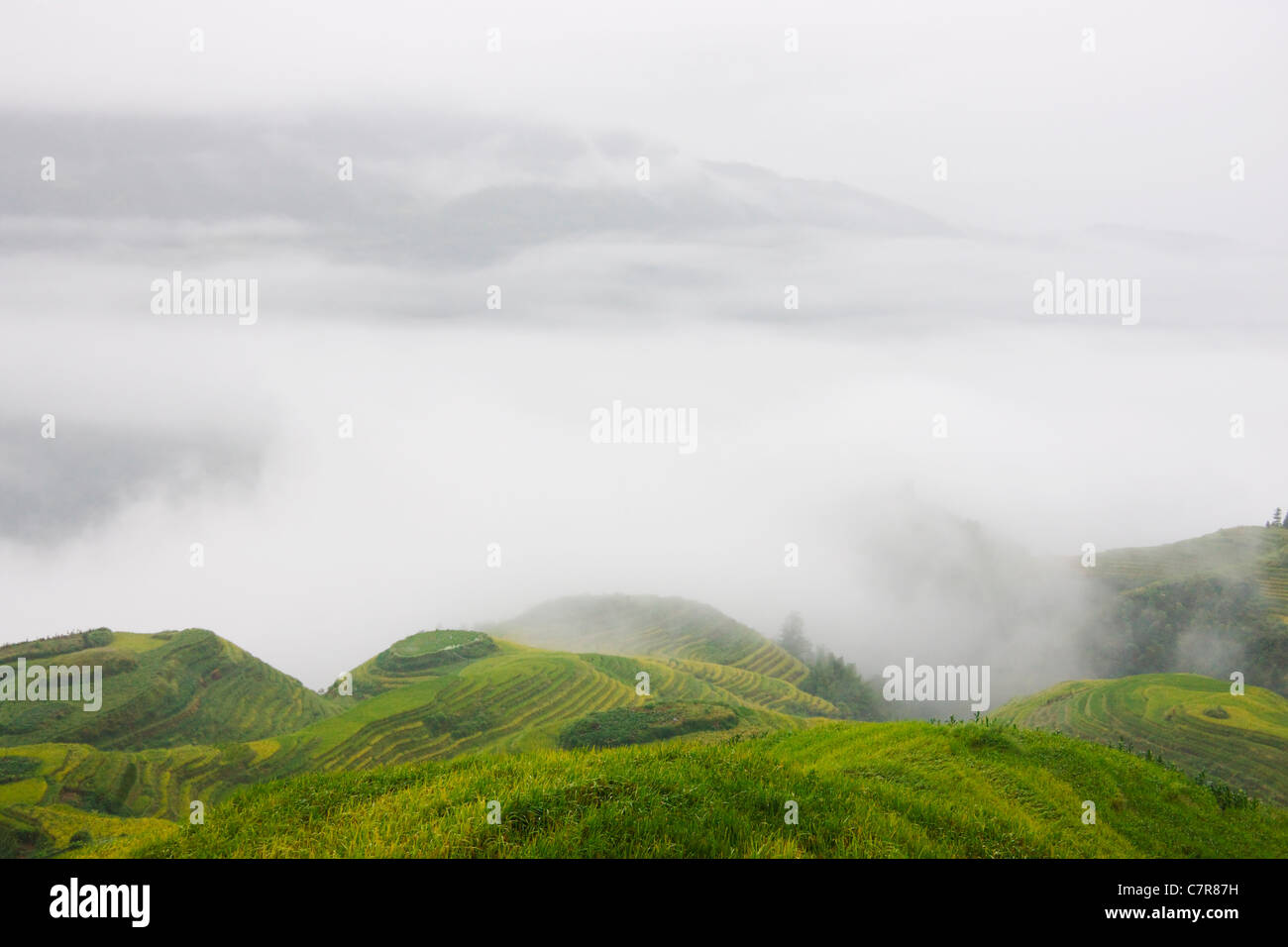Terrazas de arroz en la montaña, en la niebla, Longsheng, Guangxi, China Foto de stock