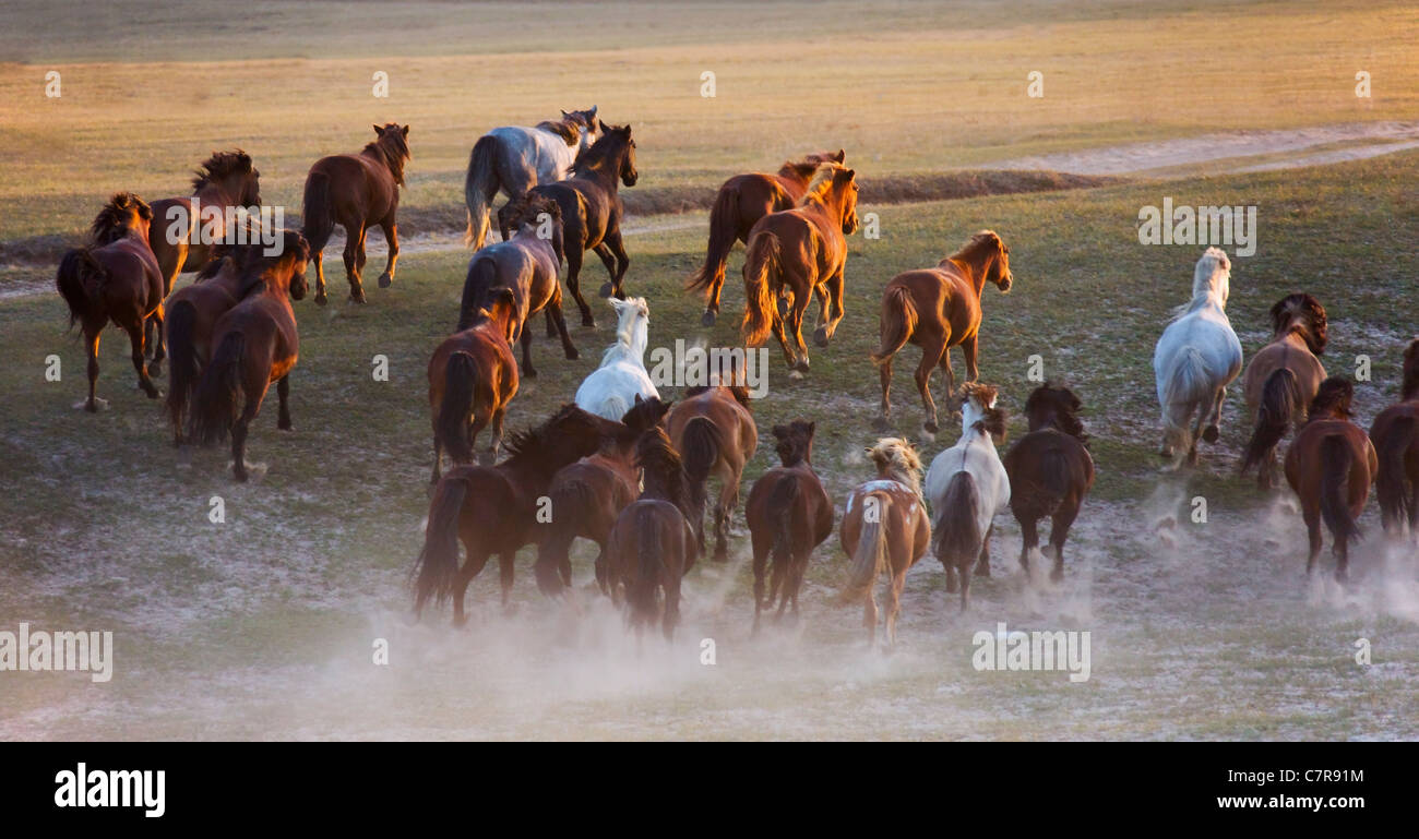 Los caballos en el rancho, Mongolia Interior, China Foto de stock