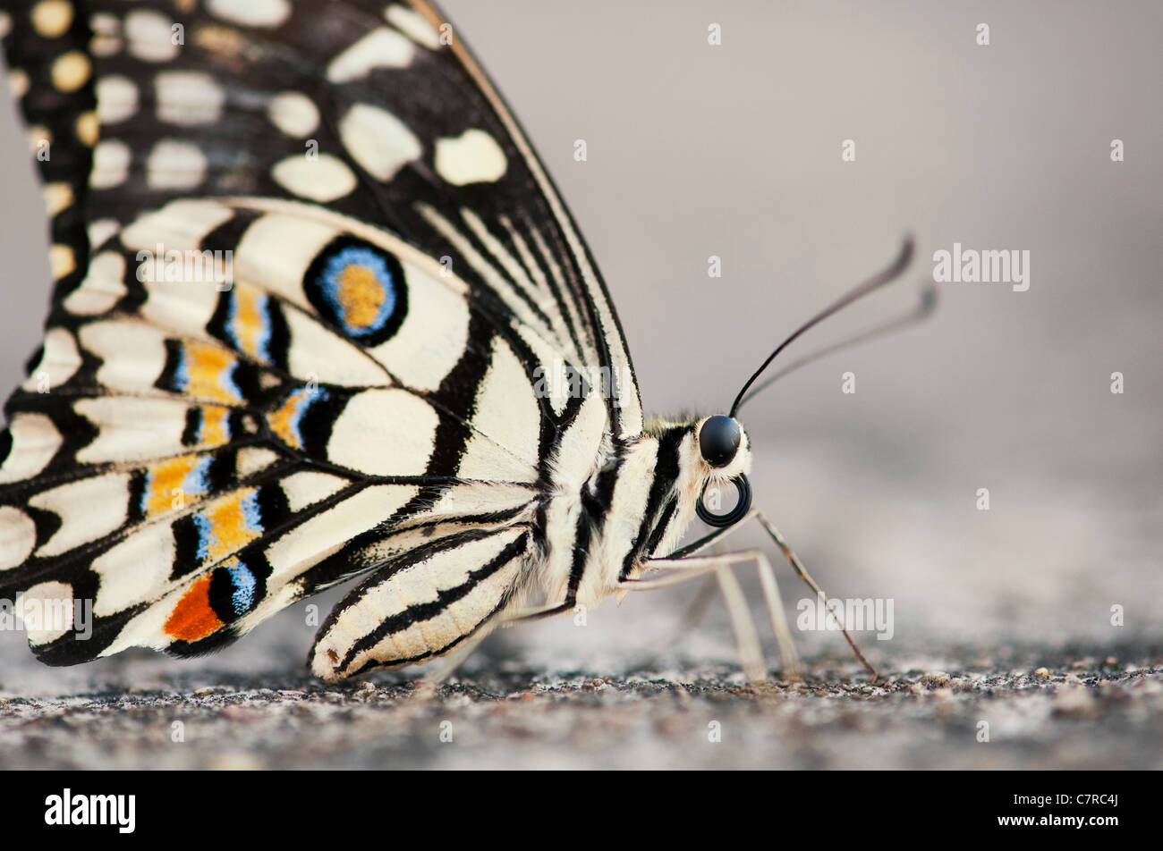 Papilio demoleus . Mariposa de cal Foto de stock