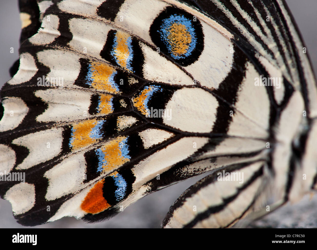 Papilio demoleus . Cal patrón mariposa Foto de stock