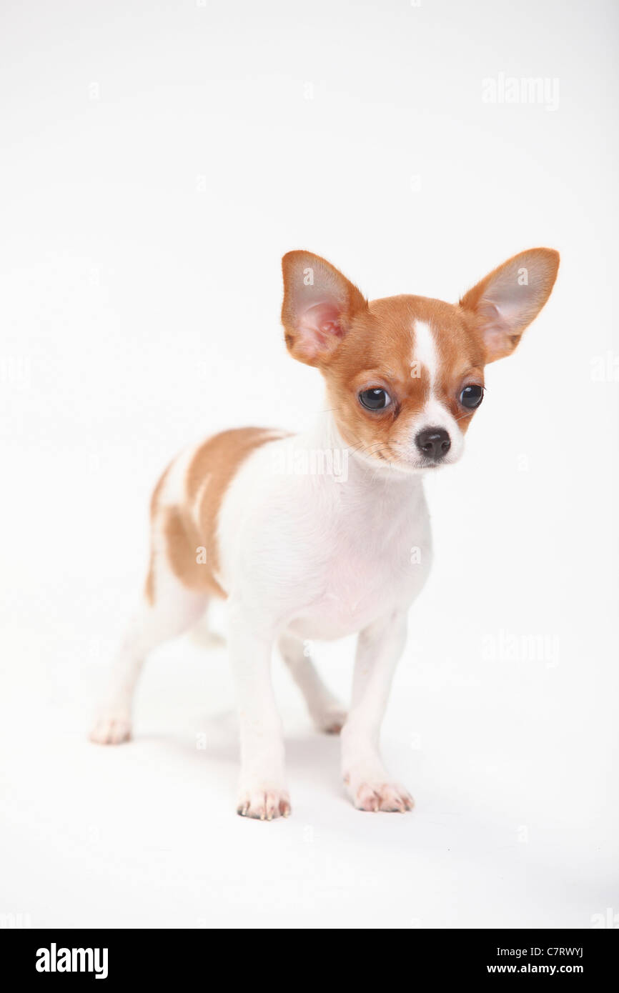 Chihuahua, Puppy, cabellos lisos, 3 1/2 meses Foto de stock