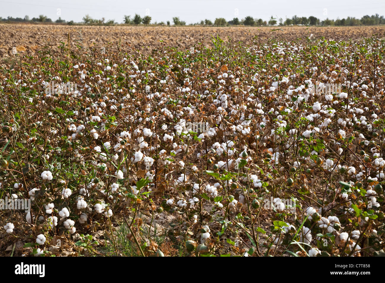 El cultivo de algodón en Uzbekistán Foto de stock