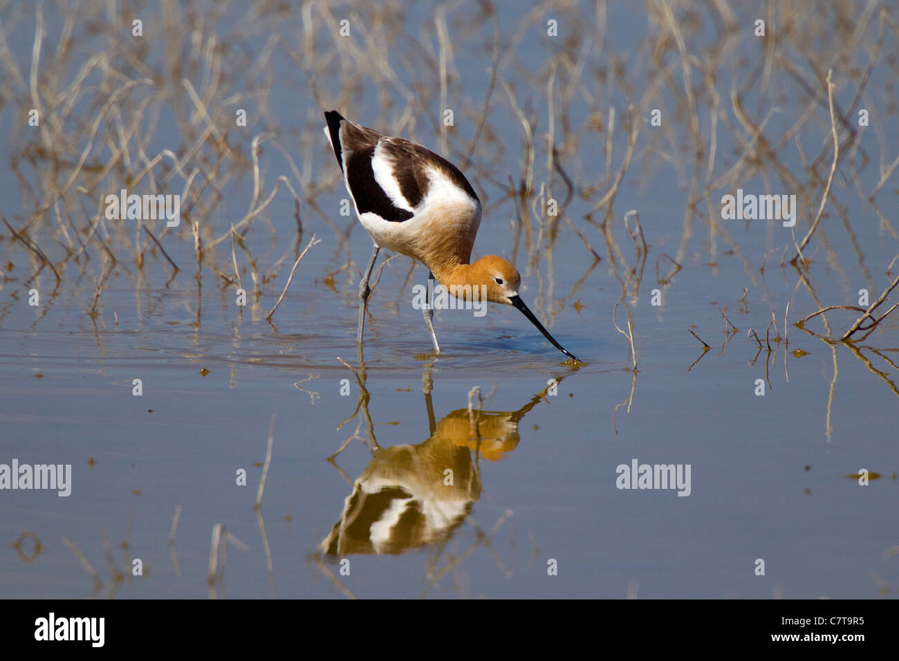 American Avocet Recurvirostra americana Klamath Falls, Oregon, Estados Unidos, 9 de mayo de macho adulto en plumaje nupcial. Scolopacidae Foto de stock
