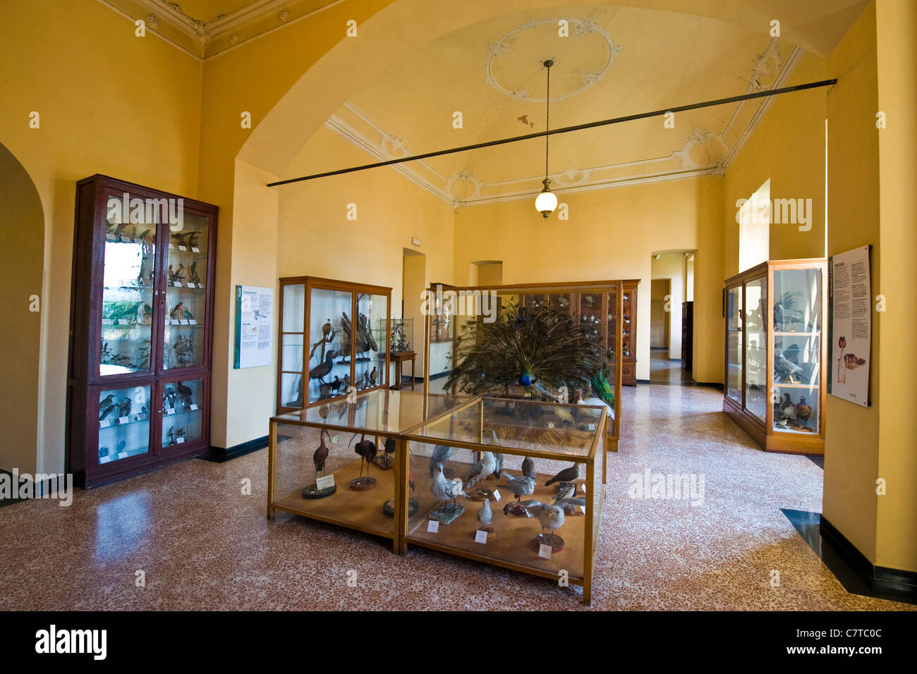 Lombardía, Lecco, Belgioioso palace, el museo de Historia Natural Foto de stock