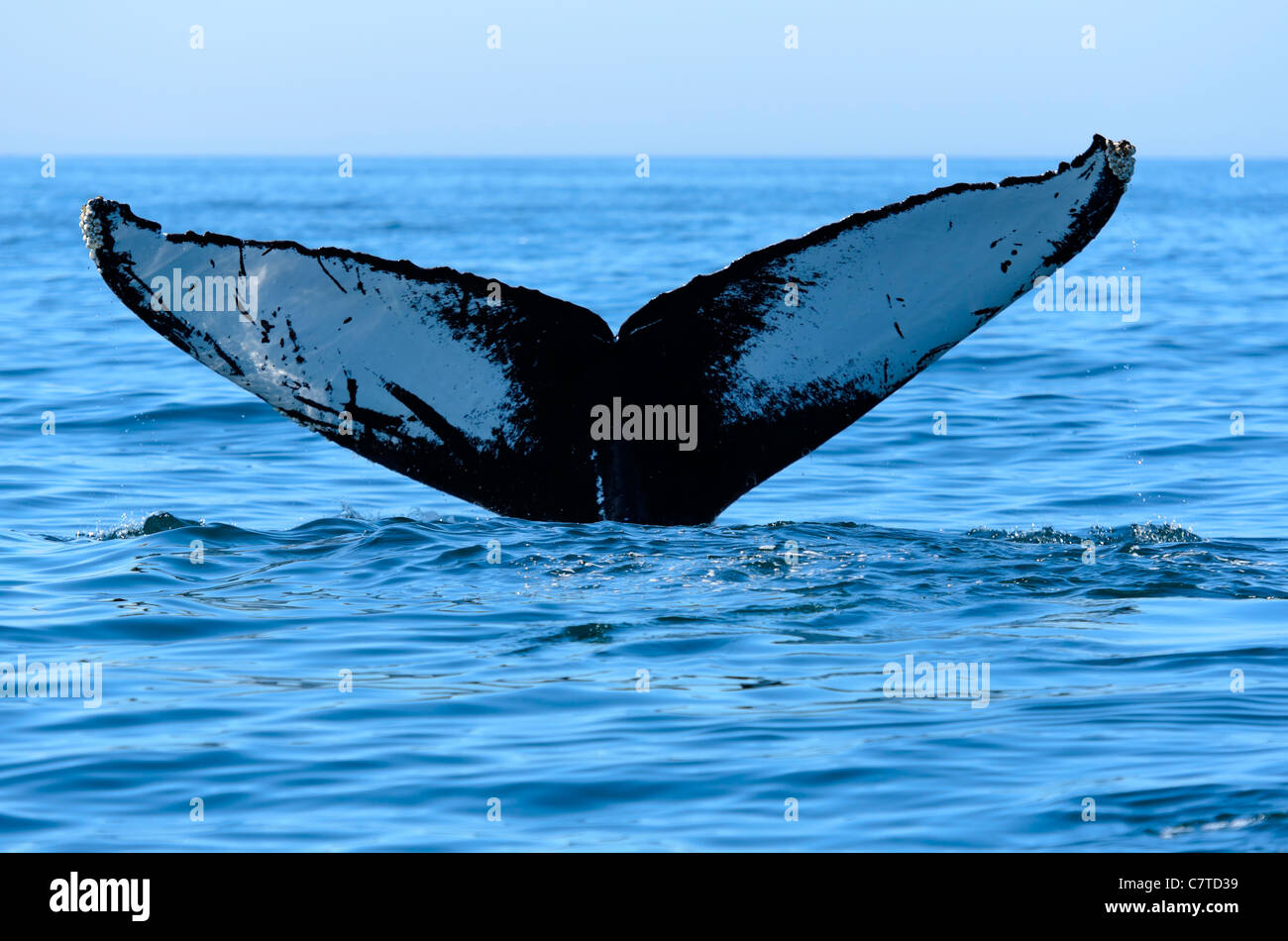 La ballena jorobada (Megaptera novaeangliae) en la Bahía de Fundy Nova Scotia, Canadá Foto de stock