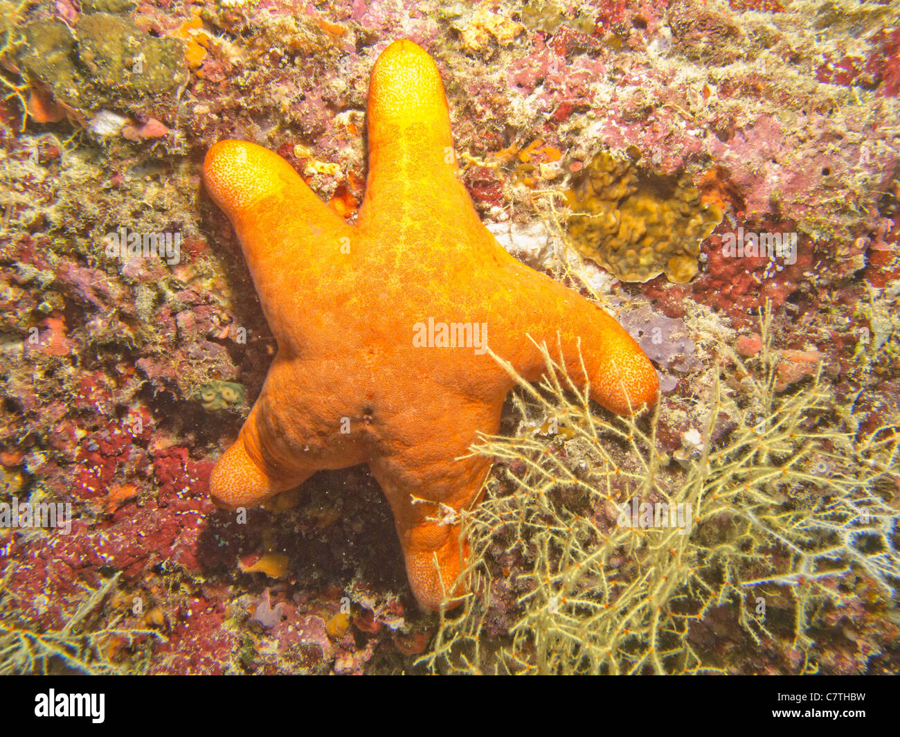 Naranja brillante estrella de mar granulado Foto de stock