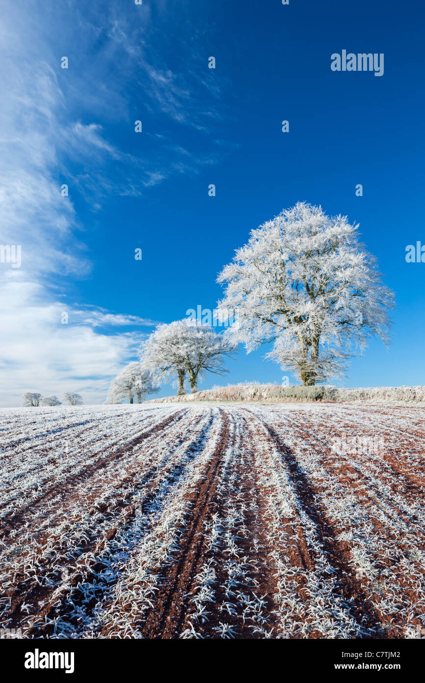 Esmerilado Hoar de tierras de cultivo y árboles en invierno, a proa, a mediados de Devon, Inglaterra. Invierno (diciembre de 2010). Foto de stock