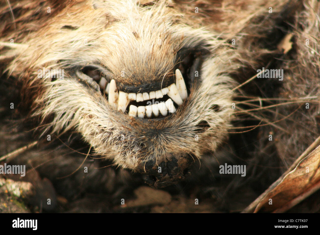 La parte inferior de la cabeza de mapache roadkill mostrando los dientes y el hocico Foto de stock