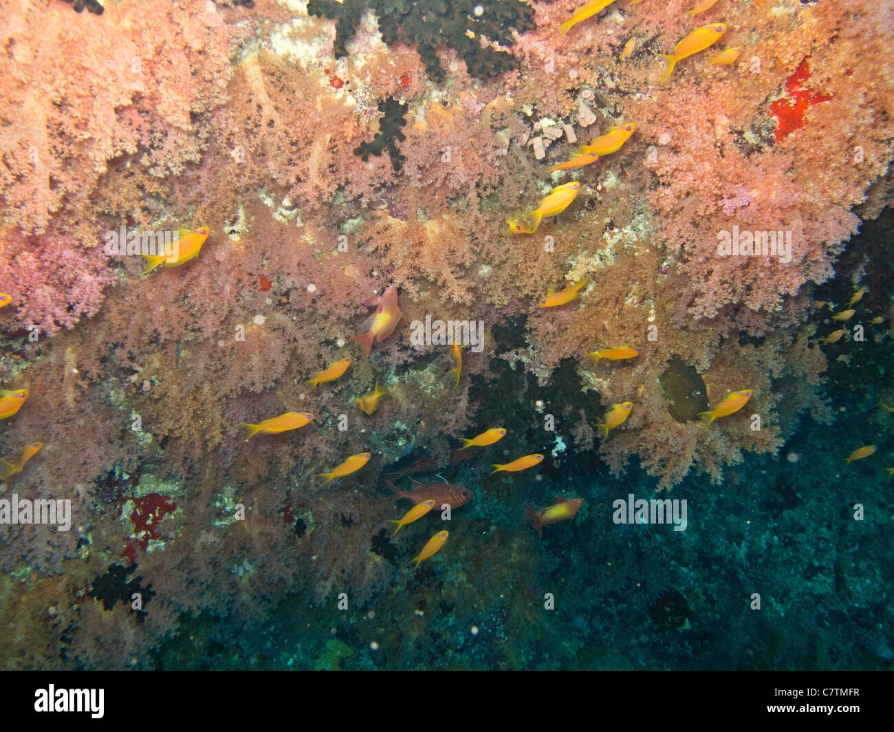 Ricos y coloridos arrecifes de coral en el mar de las Maldivas Foto de stock