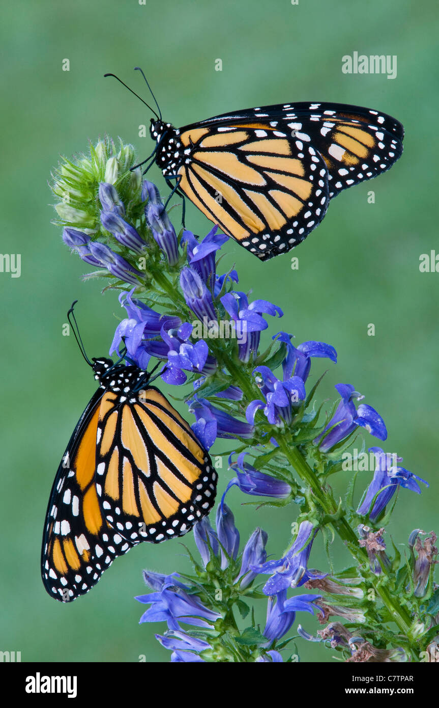 Mariposa monarca Danaus plexippus alimentando nectaring polinizando Gran Azul Lobelia siphilitica oriental de los Estados Unidos Foto de stock