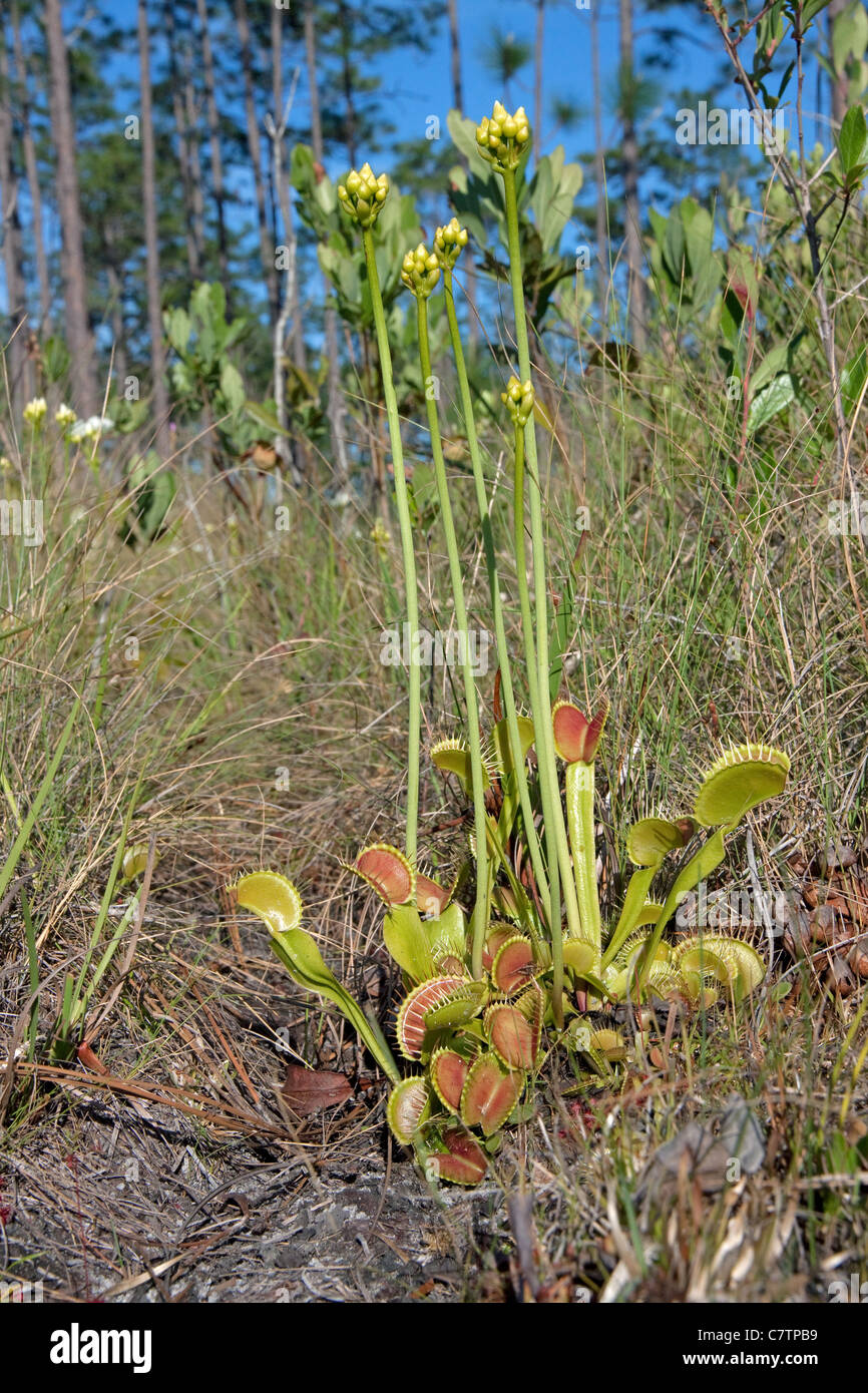Venus atrapamoscas Dionaea muscipula con trampas abiertas y cerradas el sureste de EE.UU. Fotografiado en el hábitat nativo Foto de stock