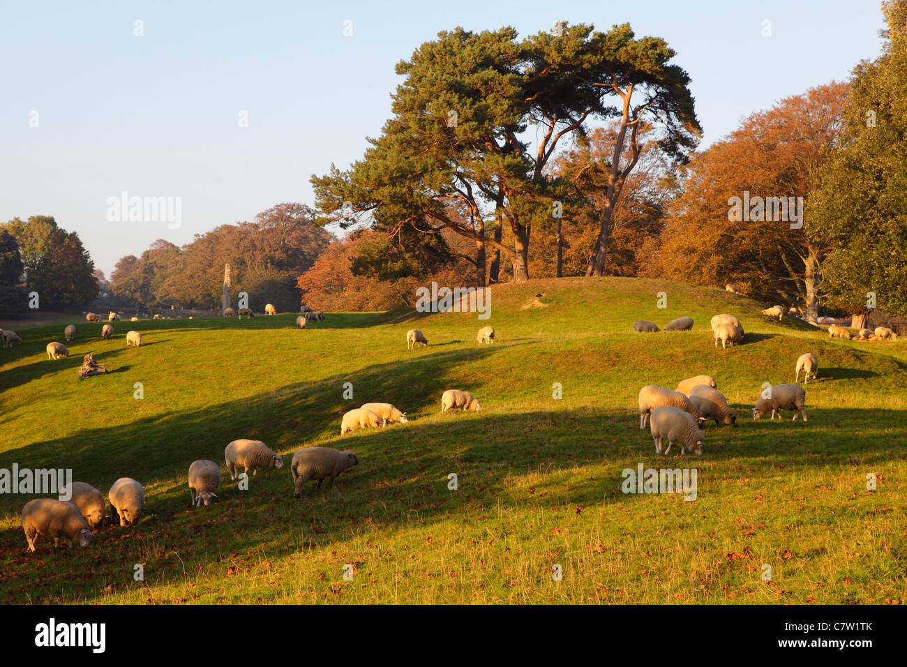 Paisaje otoñal con el pastoreo ovino East Sussex England Reino Unido GB Foto de stock