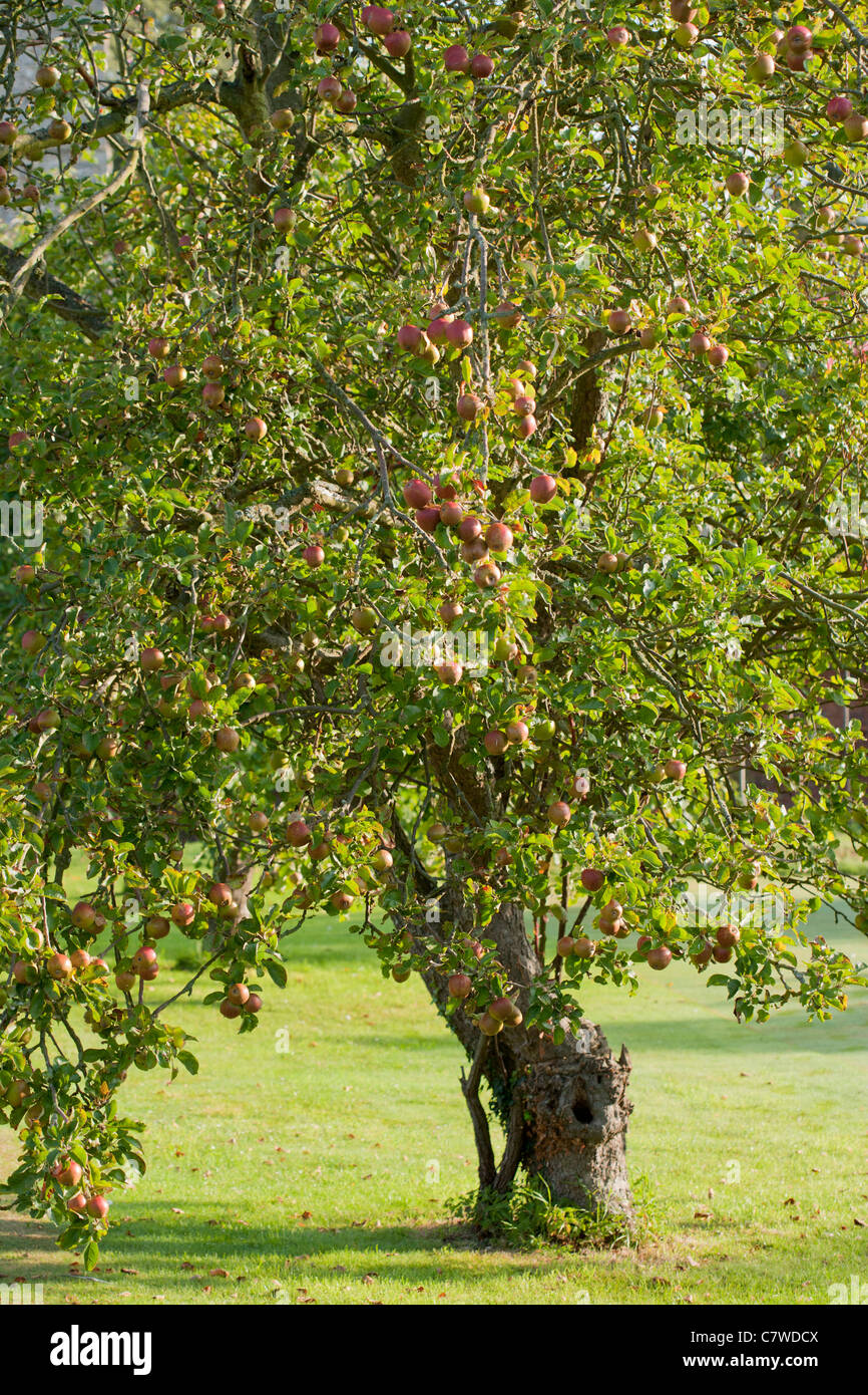 Apple tree cargados con las manzanas en un huerto Foto de stock