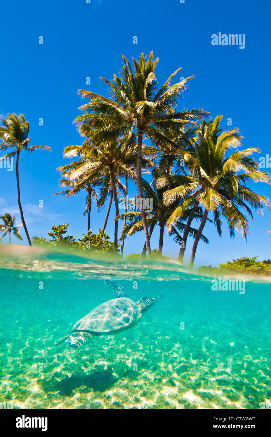 Por encima y por debajo de la fotografía de una tortuga de mar verde y palmeras, la Bahía de Kailua, Kailua, Oahu, Hawaii Foto de stock