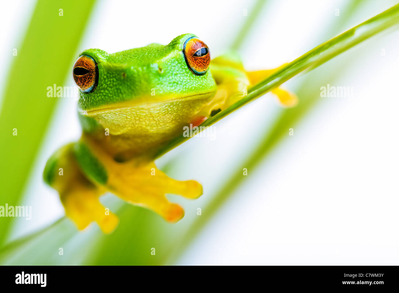 La rana arborícola verde pequeña celebración en palmera Foto de stock