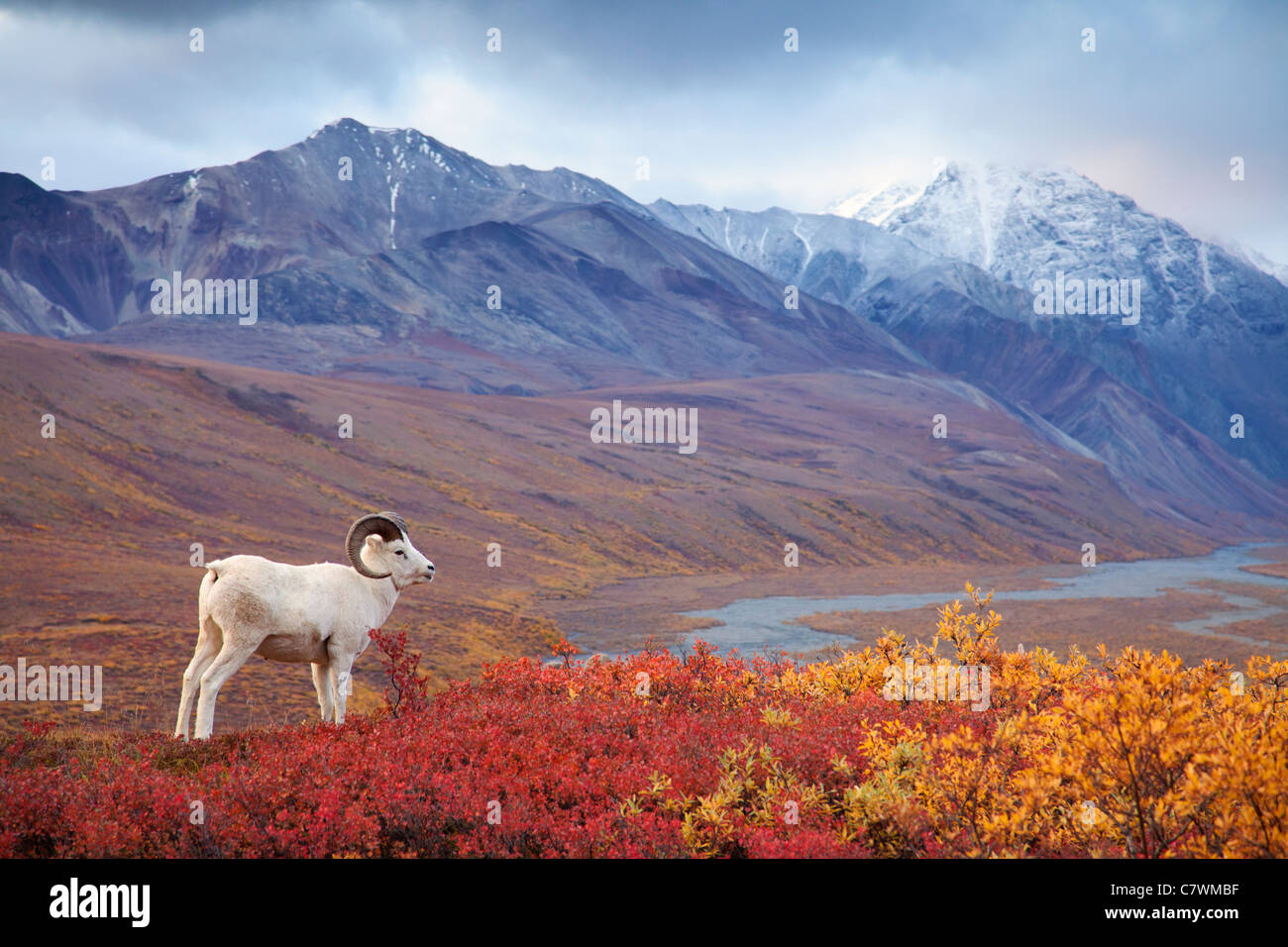 Ovejas de Dall en policromía Pass, el Parque Nacional Denali, Alaska. Foto de stock