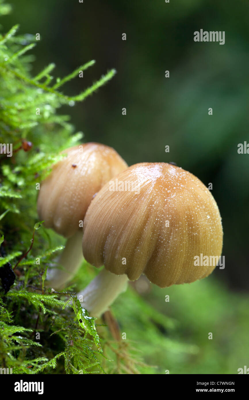 Tapón de tinta brillante hongos; Cornwall; UK Foto de stock