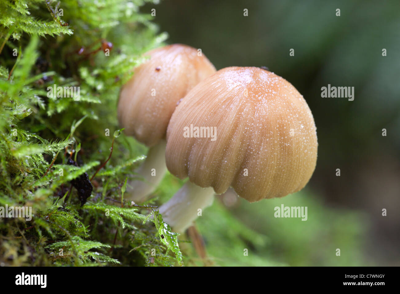 Tapón de tinta brillante hongos; Cornwall; UK Foto de stock