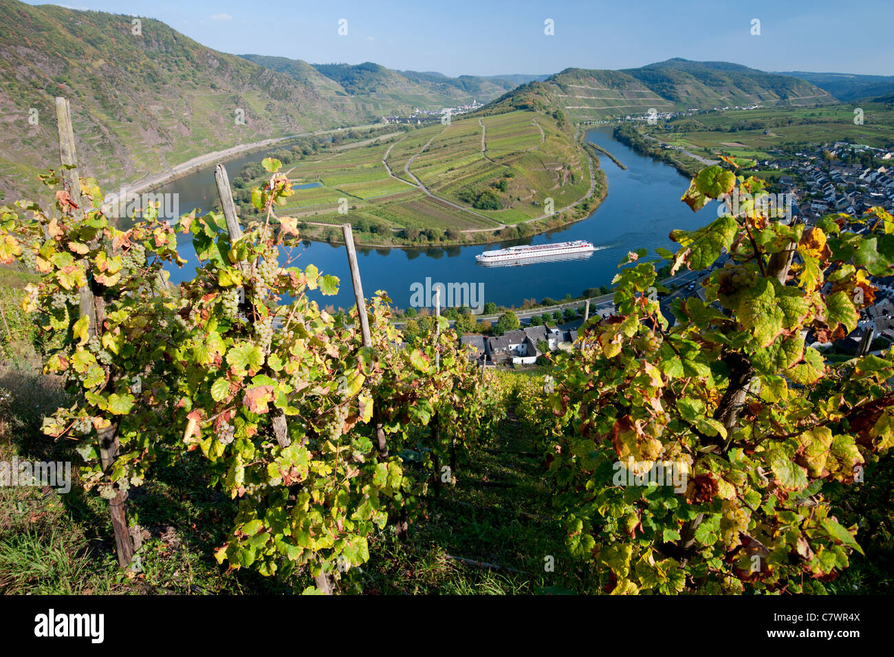 Vista de la curva en el río Mosel con viñedos en primer plano en Bremm poblado valle de Mosela Alemania Foto de stock