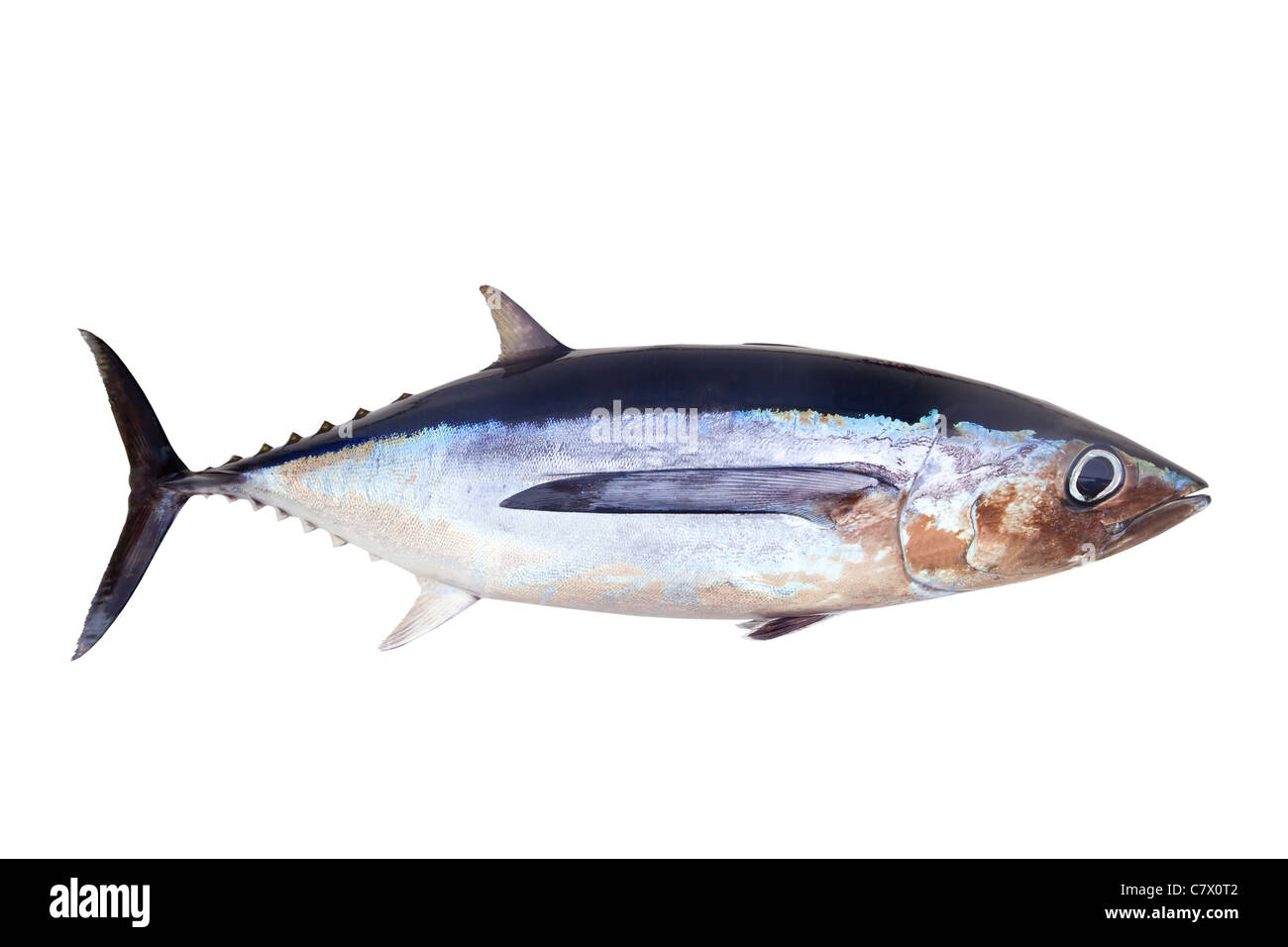 Pescado de atún blanco Thunnus alalunga aislado en blanco Foto de stock