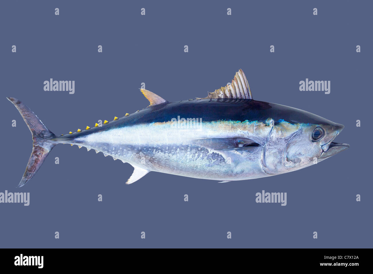 Atún rojo Thunnus thynnus peces de agua salada islated sobre gris Foto de stock