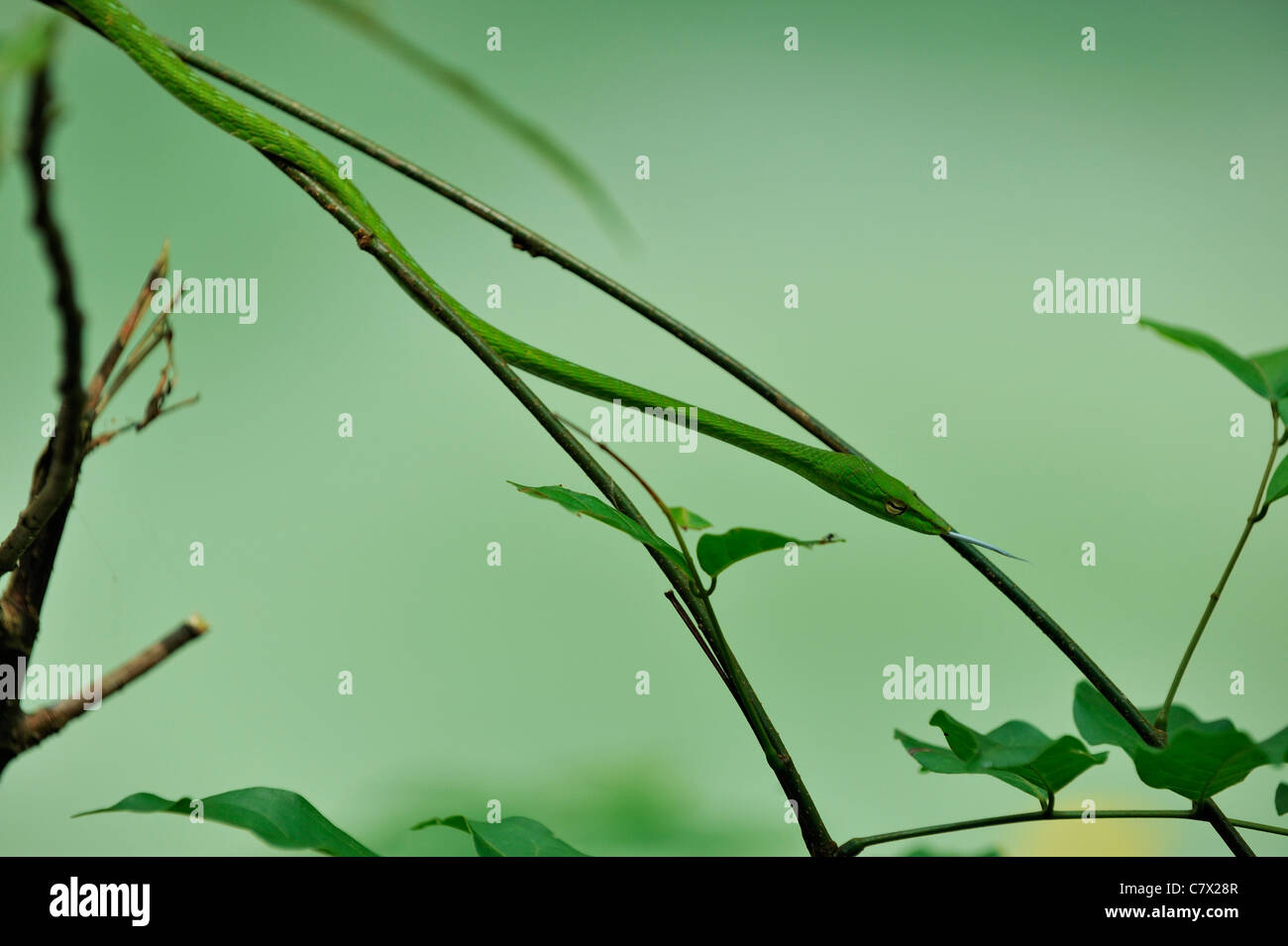 Ahaetulla prasina, comúnmente conocida como la vid de Asia Oriental o serpiente whipsnake, es un árbol generalizada serpiente encontrada en Asia Foto de stock
