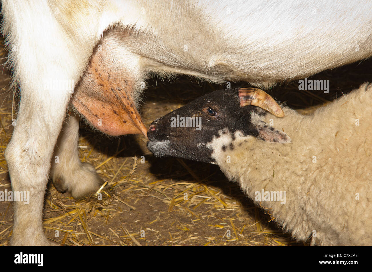 Un cordero se alimenta de una cabra en Hazel Brow granja en la aldea de baja Fila en Swaledale en North Yorkshire, Inglaterra, Gran Bretaña, Reino Unido Foto de stock