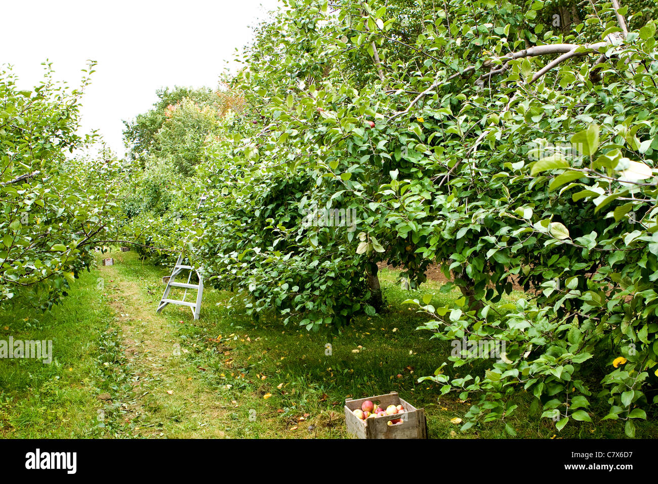 Apple orchard en Montreal, Canadá. Foto de stock