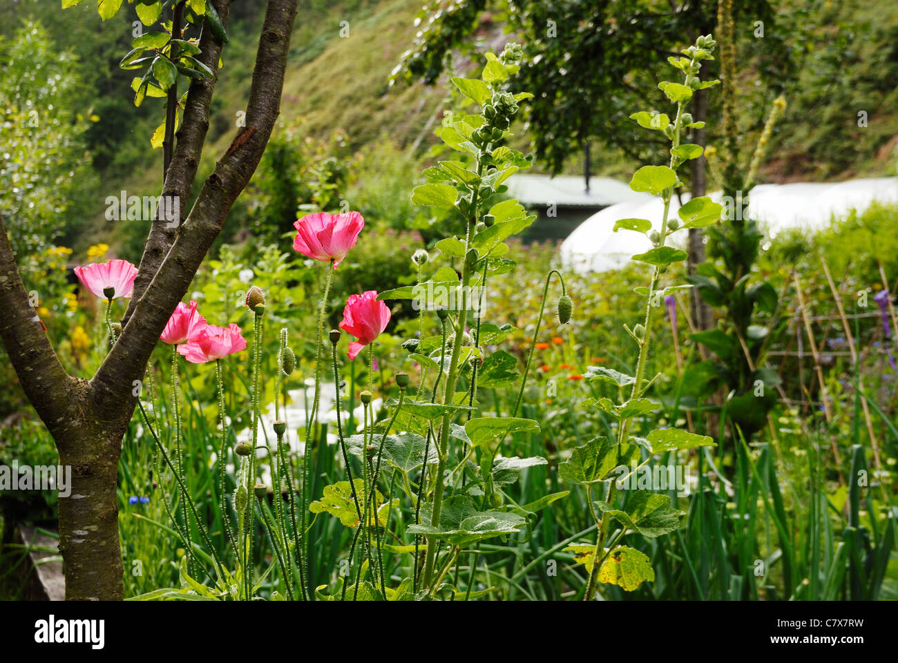 Frutas, hierbas y vegetales con polytunnel jardín y vivienda temporal, el proyecto de desarrollo de bajo impacto, Gales Foto de stock