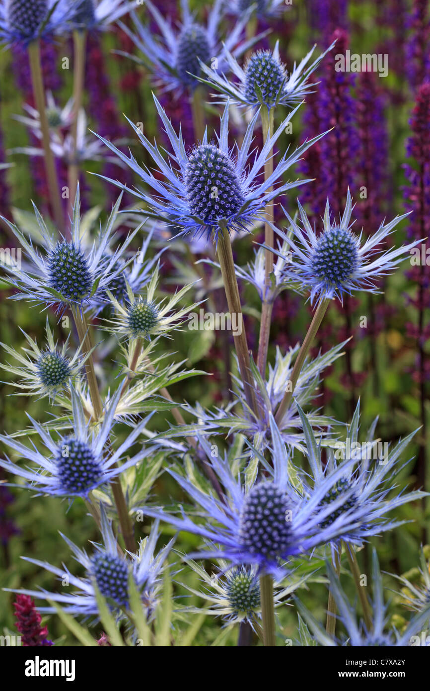 Azul impresionante Eryngium 'Jos Eijking' (Mar Holly) con salvia