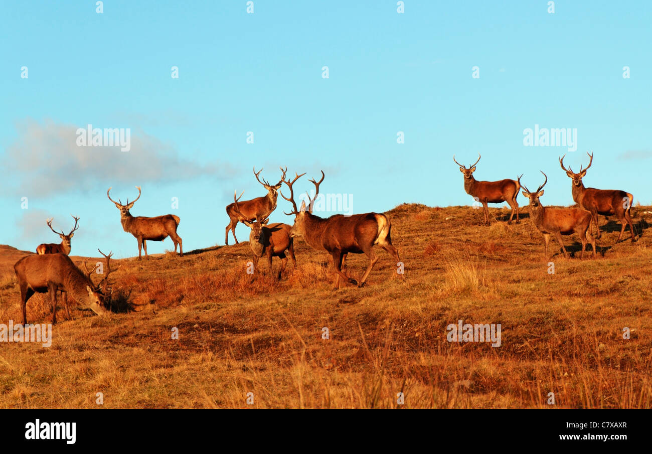 Ciervos vagabundeando en la ladera de la colina cerca de Glas Bheinn, Kilchoan, Ardnamurchan , región de tierras altas, Scotland, Reino Unido Foto de stock