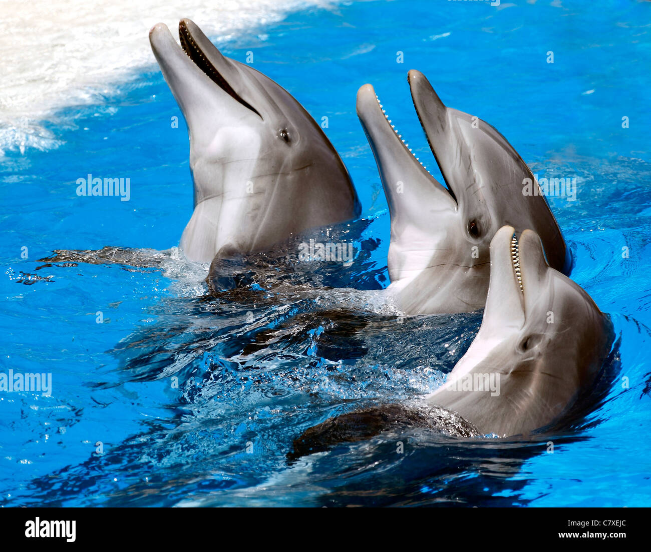 Delfines Foto de stock