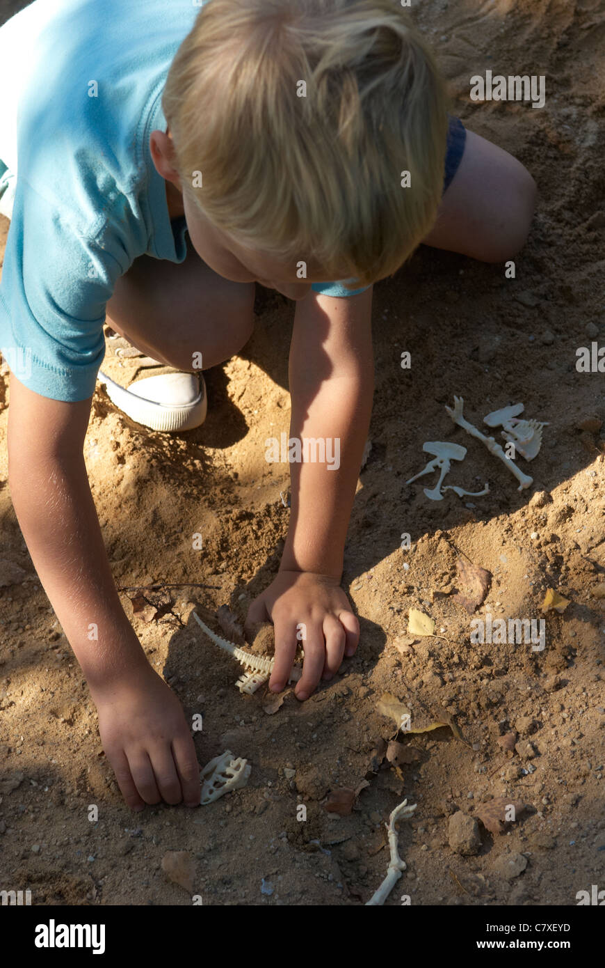 Un niño chico Rubio paleontólogo excava cuidadosamente los huesos de dinosaurio Foto de stock