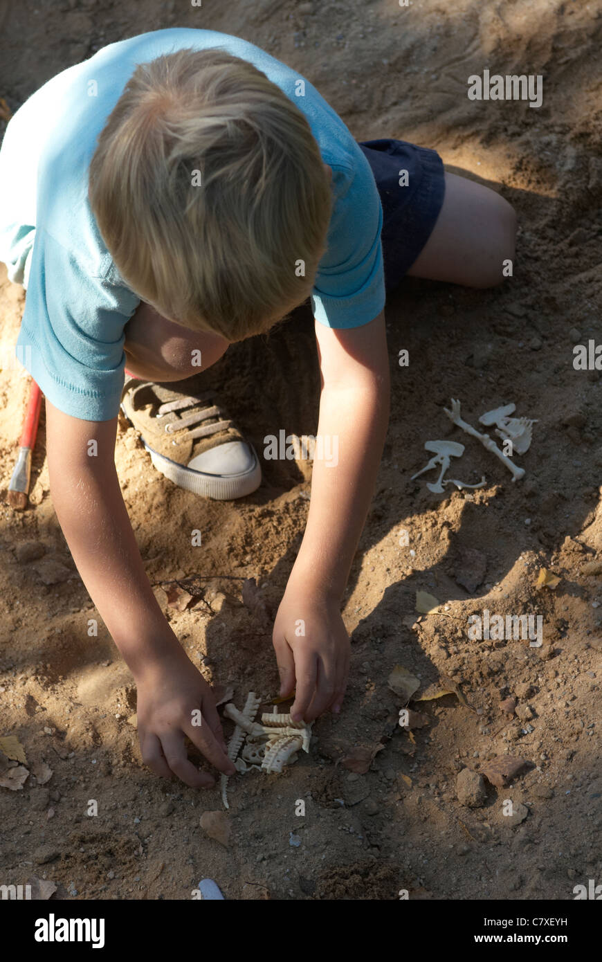 Un niño chico Rubio paleontólogo excava cuidadosamente los huesos de dinosaurio Foto de stock
