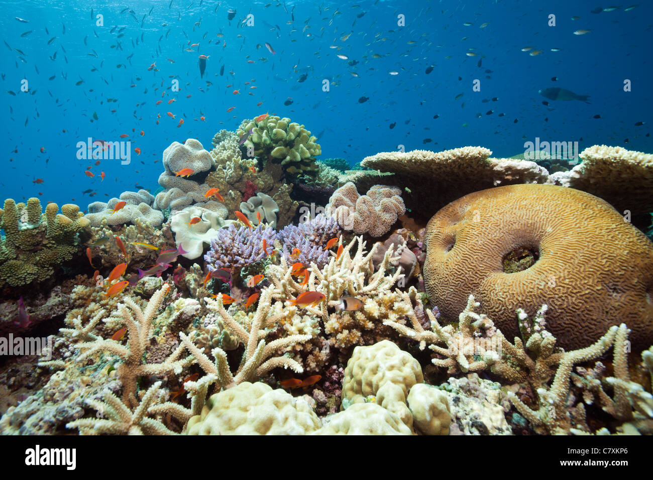 Arrecifes de coral ricos en especies, Namena Reserva Marina, Fiji Foto de stock