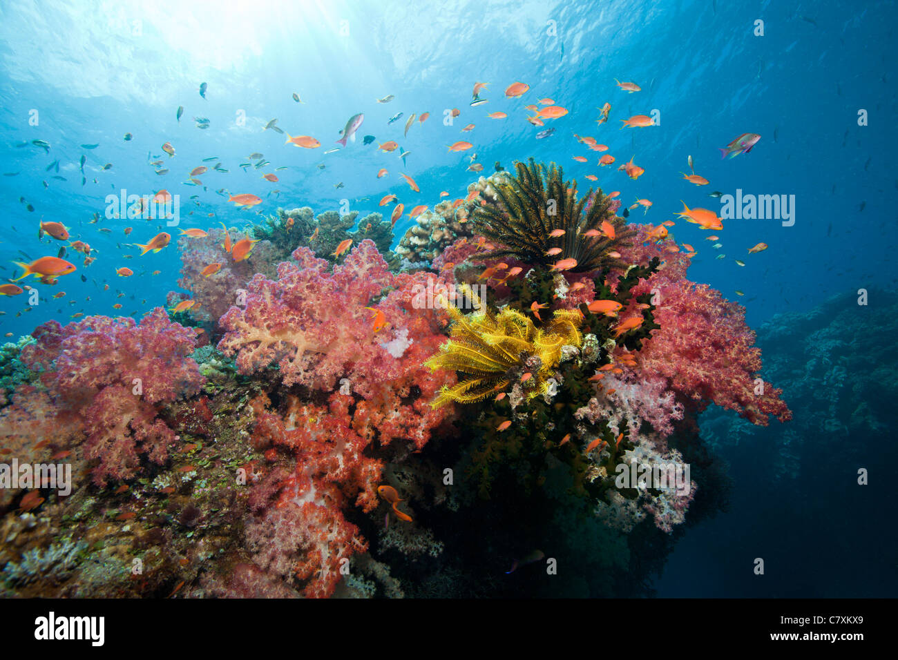 Arrecifes de coral ricos en especies, Namena Reserva Marina, Fiji Foto de stock