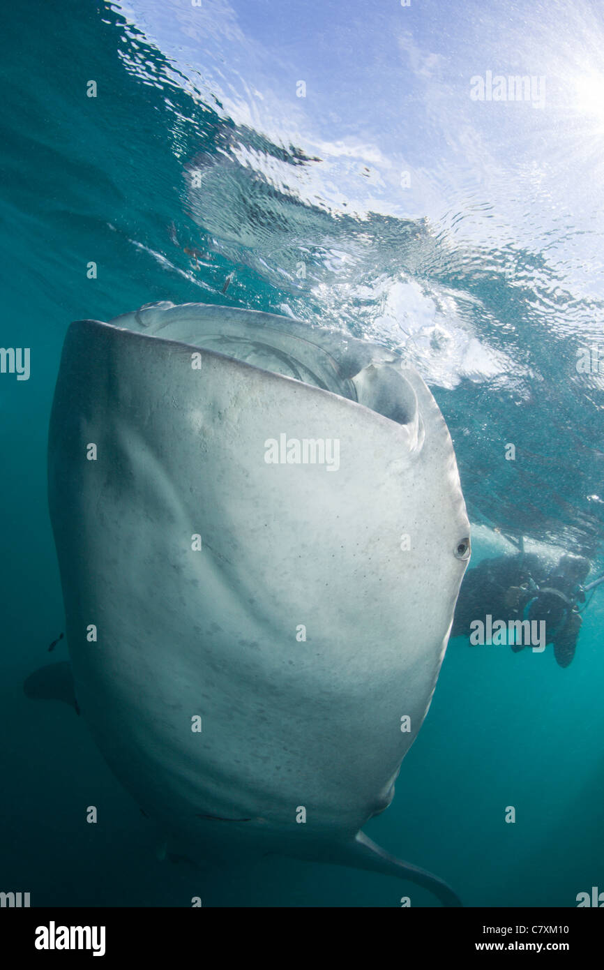 La alimentación del tiburón ballena, Rhincodon typus, Cenderawashi Bay, Papua Occidental, Indonesia Foto de stock