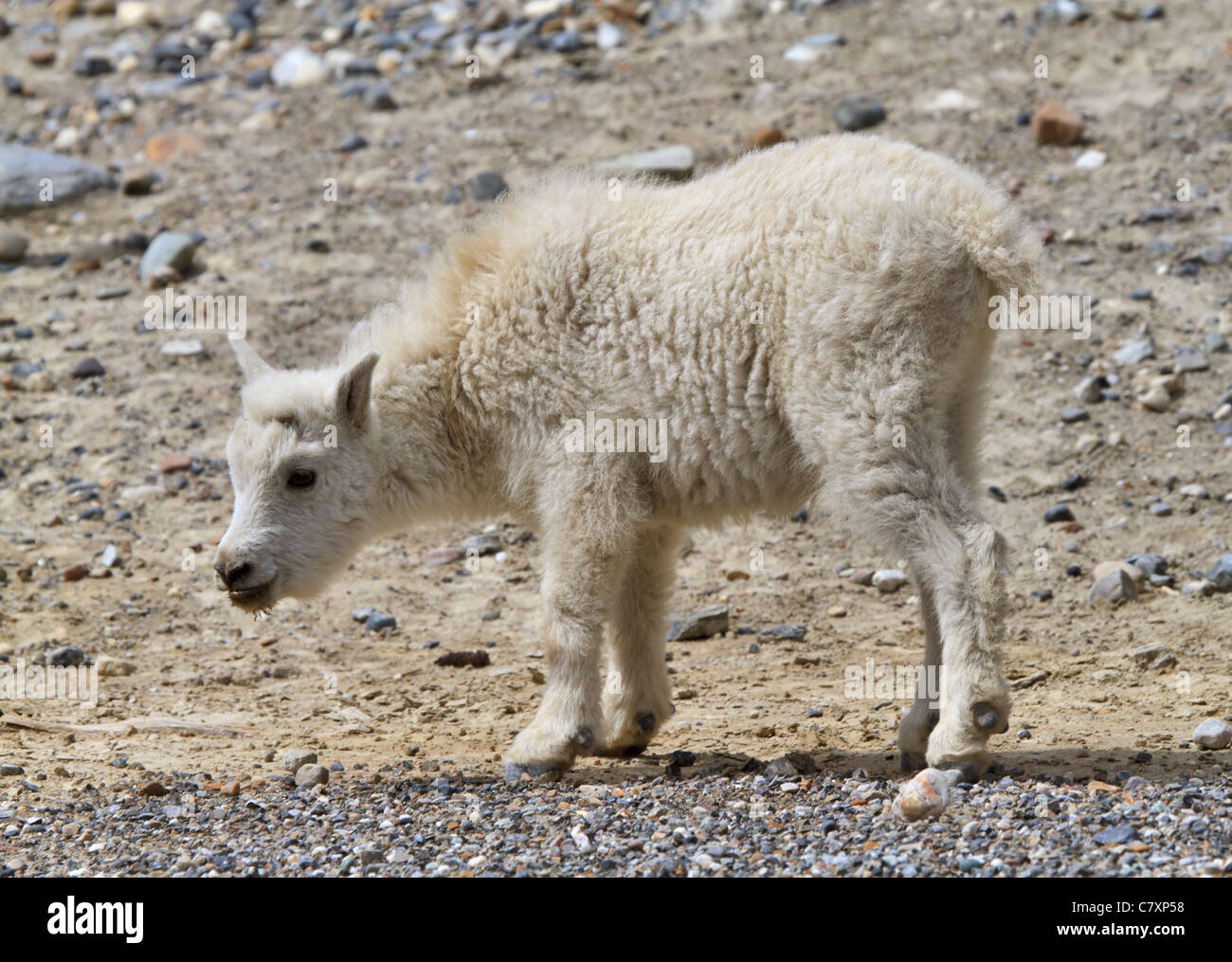 Montaña, cabrito Oreamnos americanus, Kootenay National Park, Columbia Británica. Grandes mamíferos ungulados, no una verdadera cabra (Capra). Foto de stock