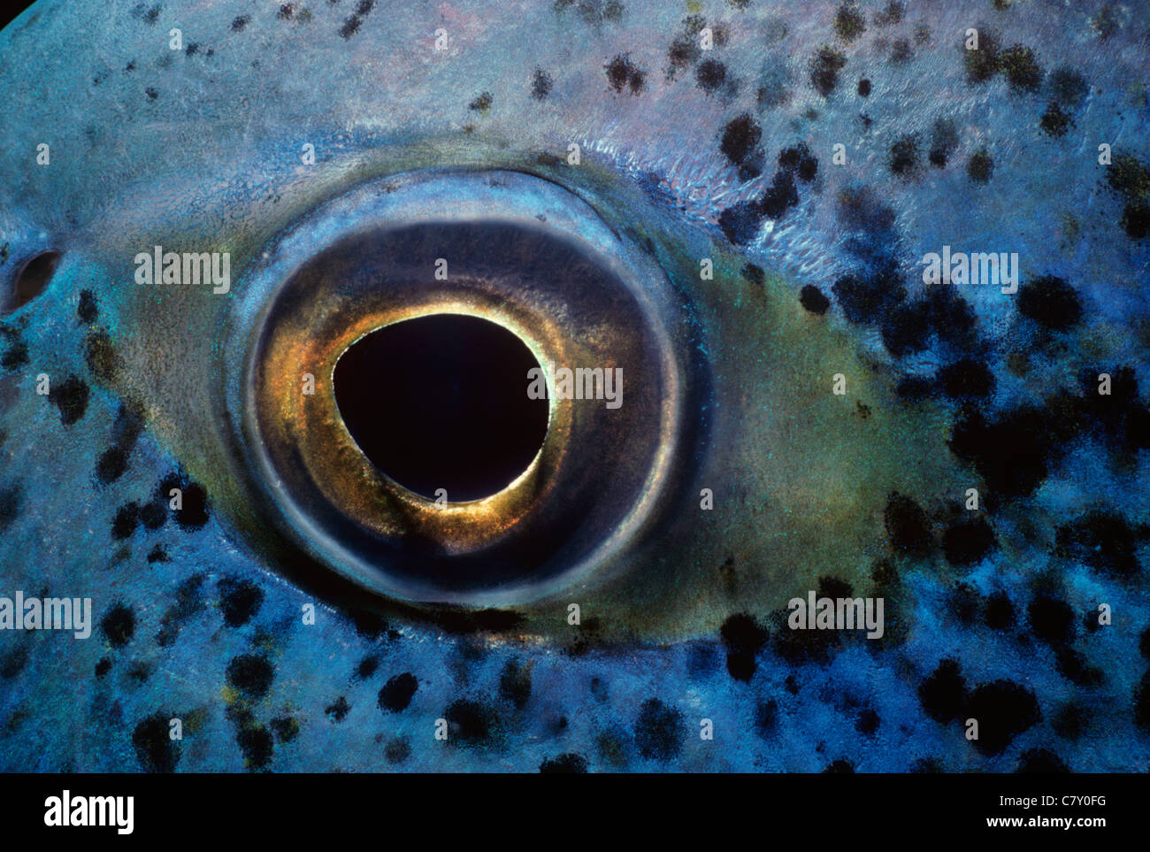 Ojo de un atún rojo de jureles (Caranx melampygus). La Gran Barrera de Coral de Australia - Mar del Coral Foto de stock