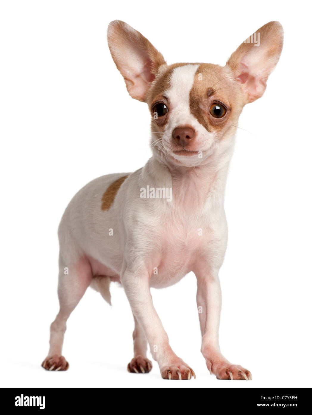 Chihuahua cachorro, 3 meses de edad, de pie delante de un fondo blanco  Fotografía de stock - Alamy