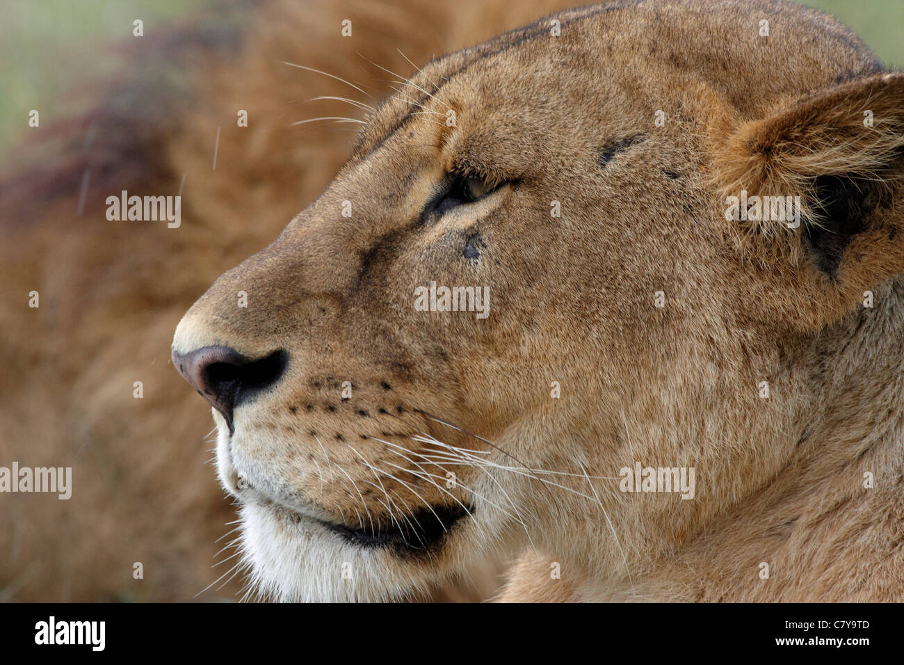 Retrato de León (Panthera leo) Foto de stock