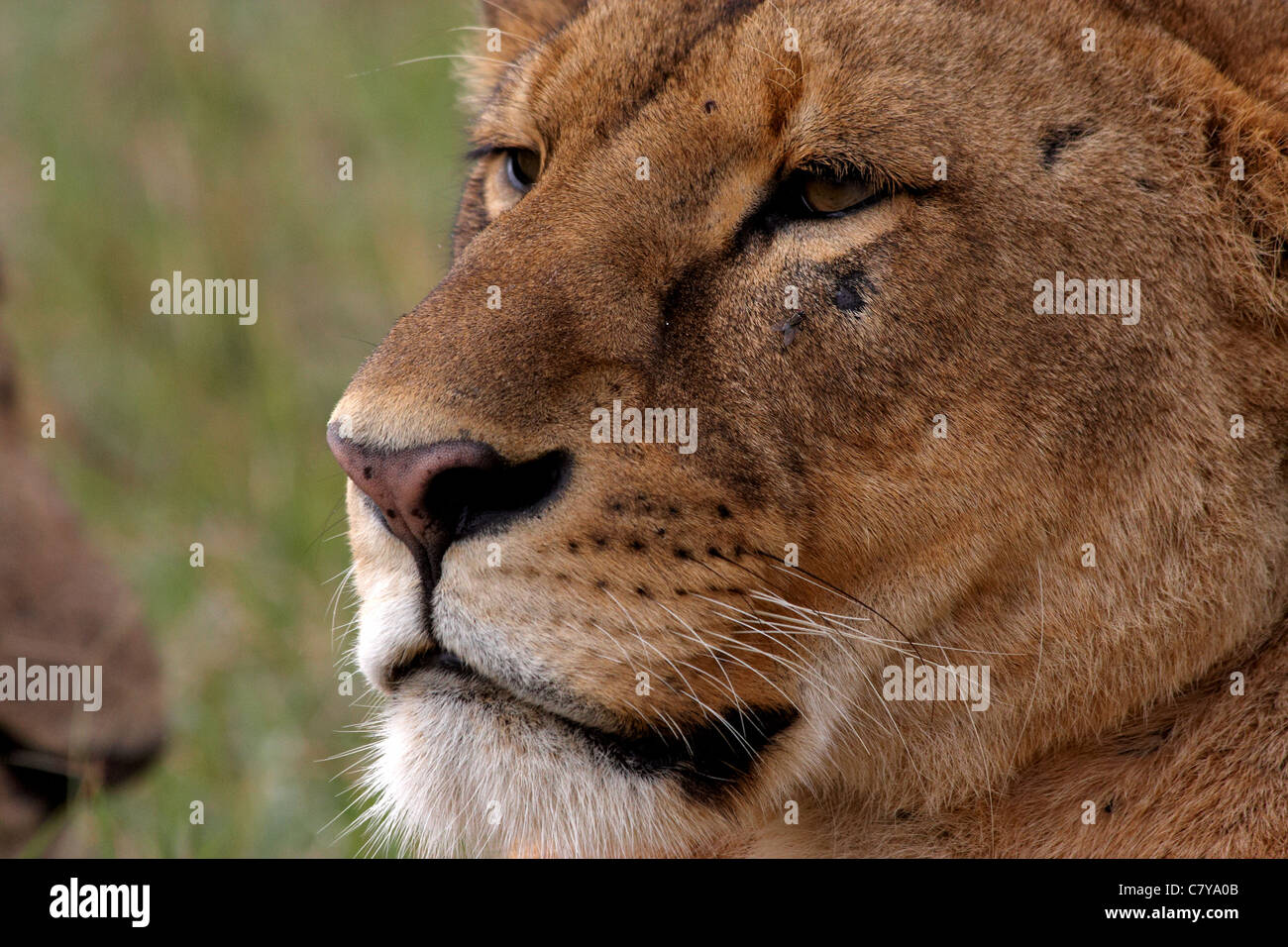 Retrato de León (Panthera leo) Foto de stock