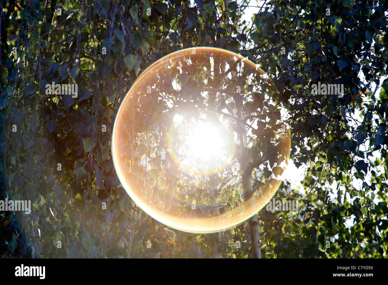La luz del sol brilla a través de los árboles Foto de stock