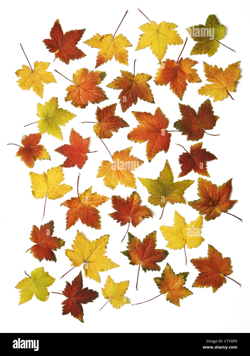 Beautifall hojas de otoño de muchos colores aislado sobre un fondo blanco. Foto de stock