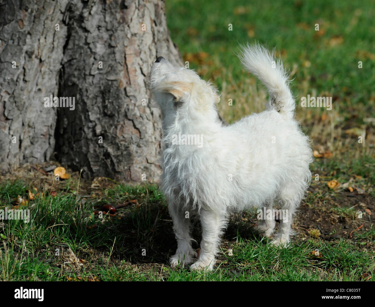 Un pequeño perro blanco viejo mirando hacia arriba en un árbol para ardillas Foto de stock