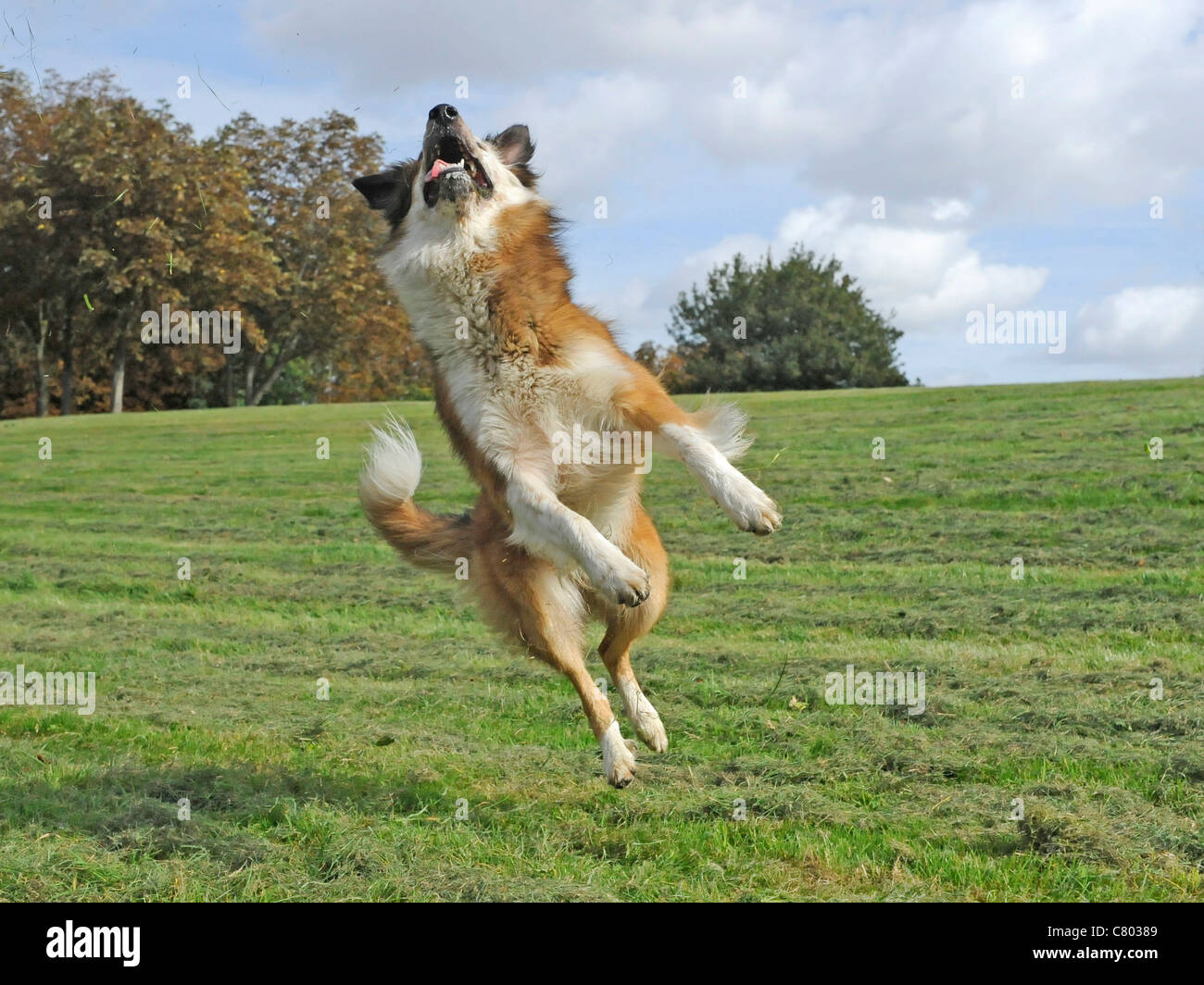 Un collie cruzar perro saltando en el aire Foto de stock