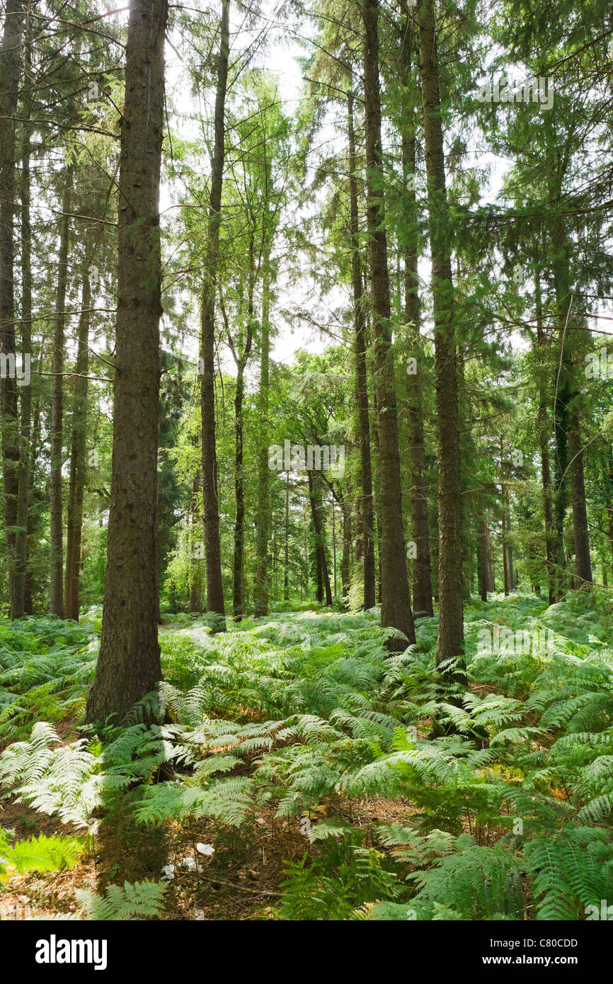 Las maderas en Lucy Hill en New Forest, Hampshire, Inglaterra, Reino Unido. Foto de stock